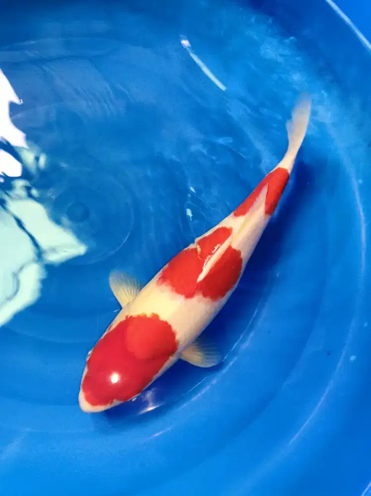 Koi Kohaku 3 Step Original Semi Short Body