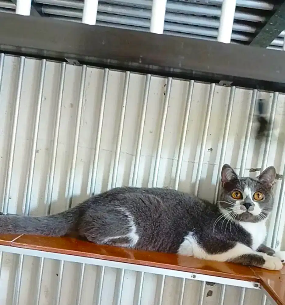 Bsh jantan usia 6bulan