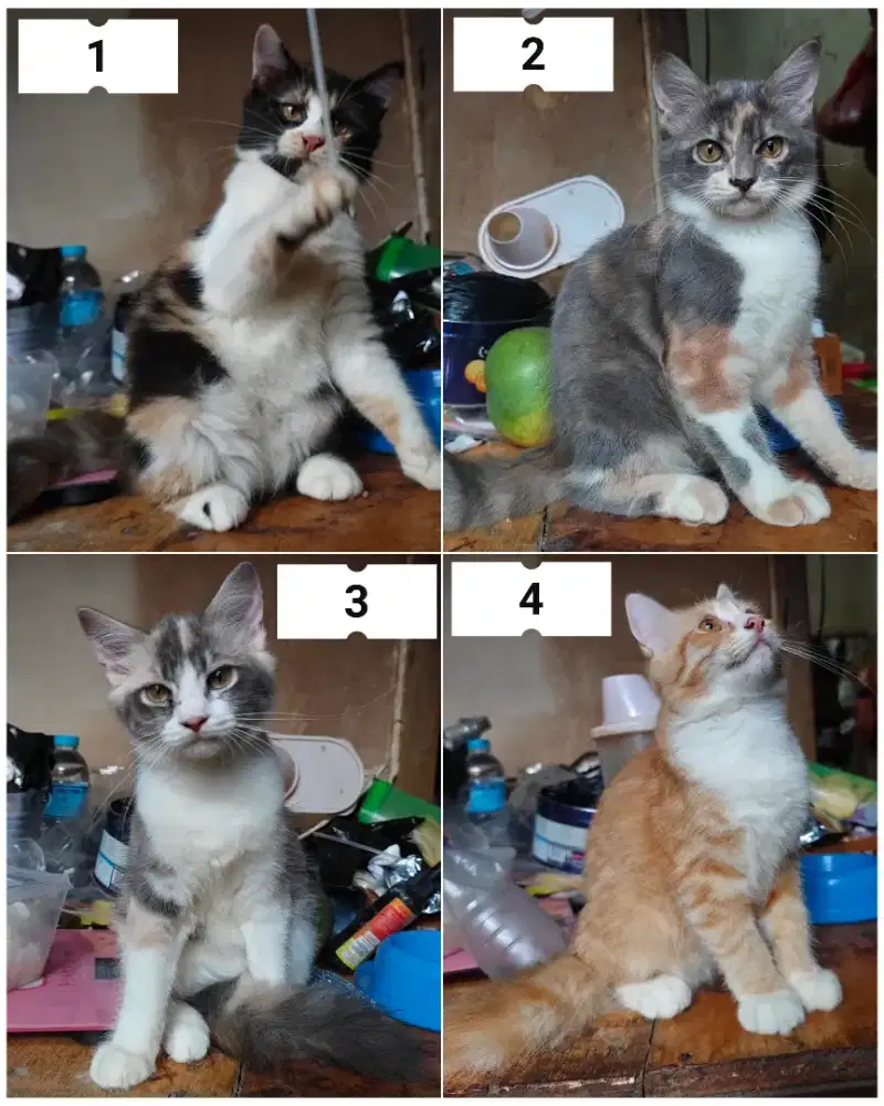 Kitten Jantan & Betina Persia 3bln