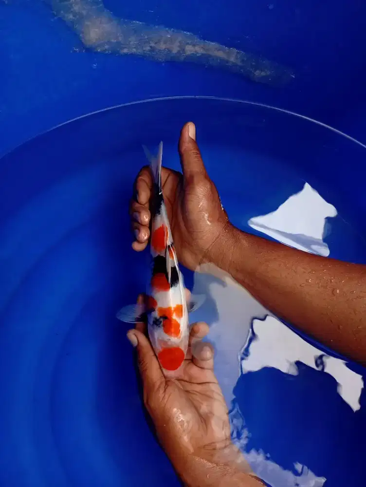 Ikan Koi Showa ori pattern