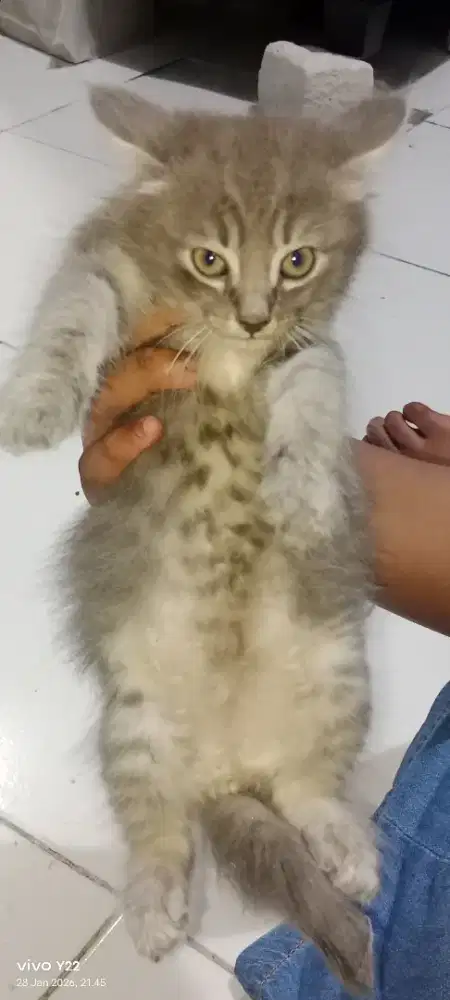 Open adopsi mixdom. 300.000