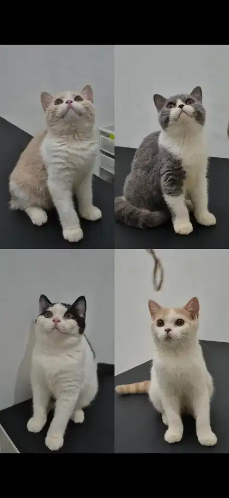 KUCING BSH (BRITISH SHORT HAIR) NON PED