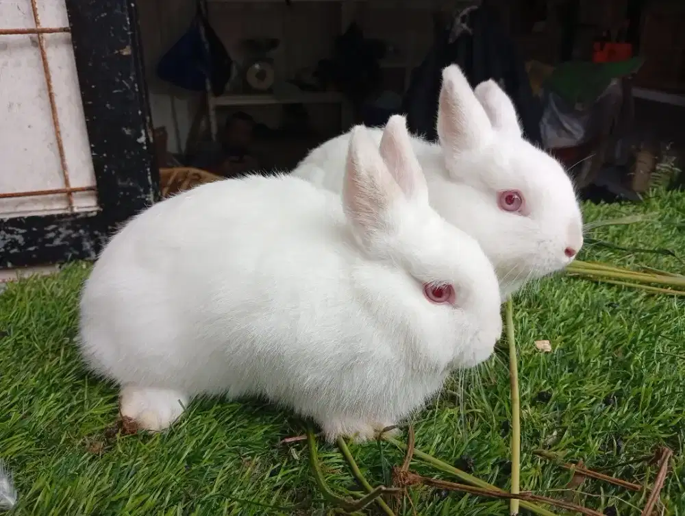 Kelinci hias nedherlan dwarf 1 pssang