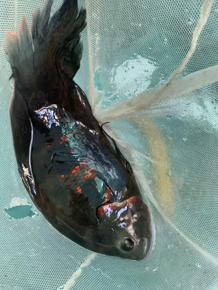 Oscar slayer 6 jarian