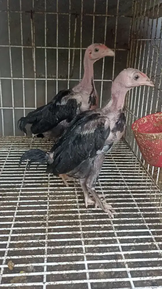 Ayam bangkok mata kristal