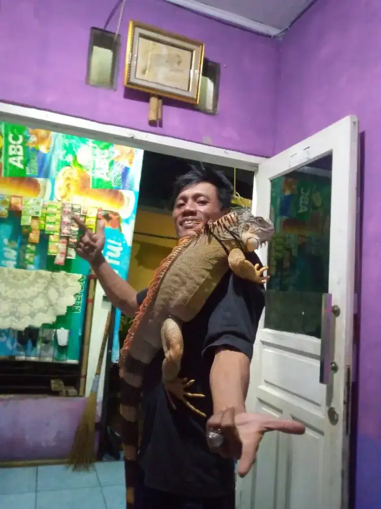 Jual iguana 1.5 M
