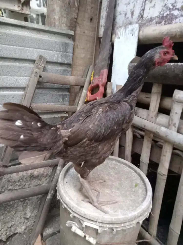 Ayam Biang Pama Big
