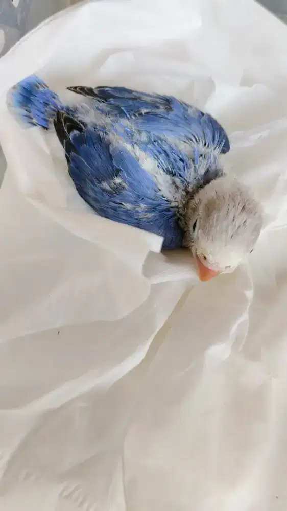 Lolohan Lovebird Biola Violet