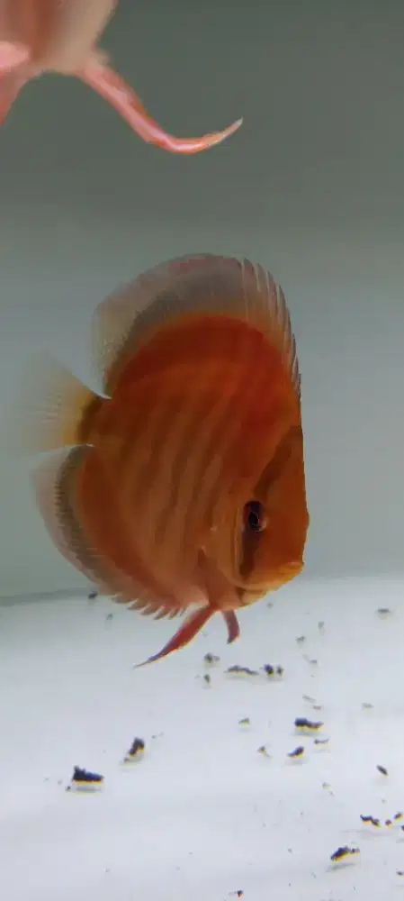 Discus diskus san merah blue rim 4 inch