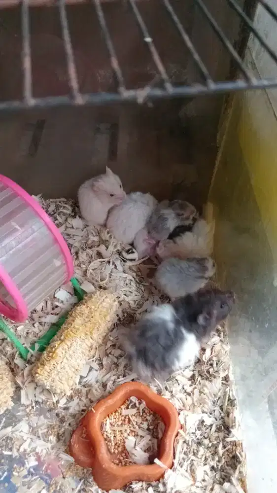 Hamster syrian jinak