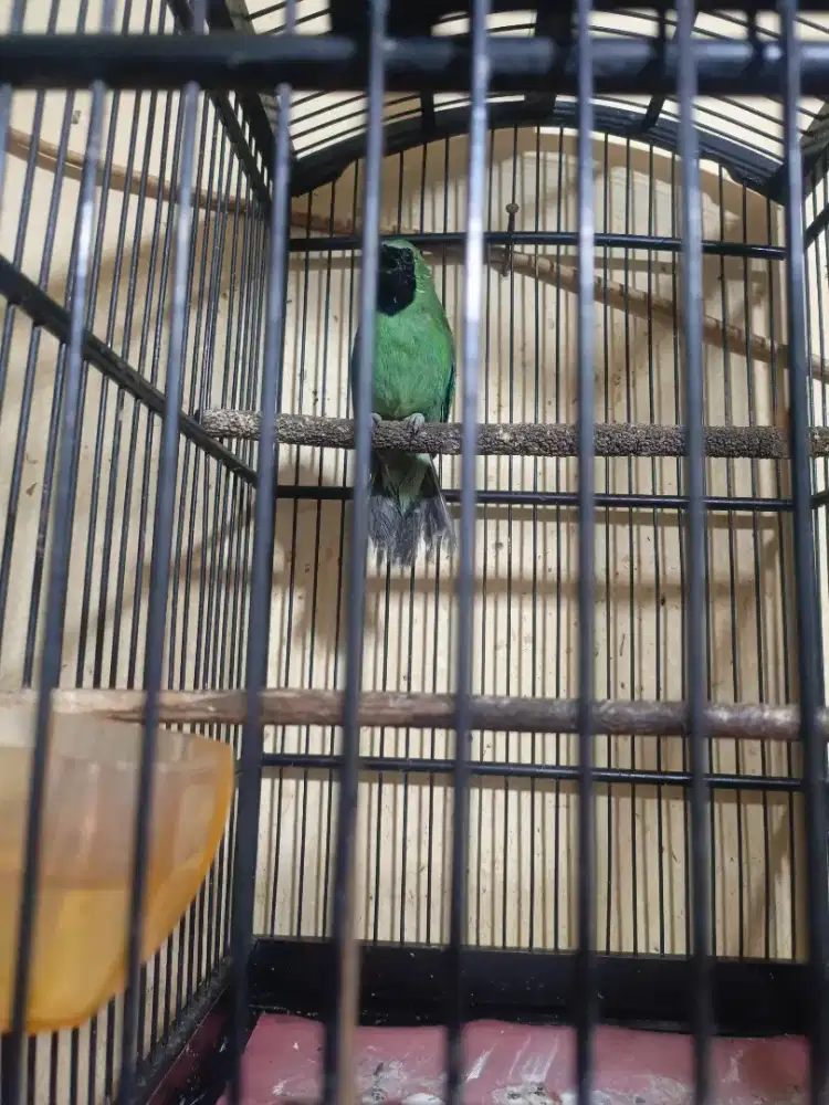 Burung Dan sangkar no krodong