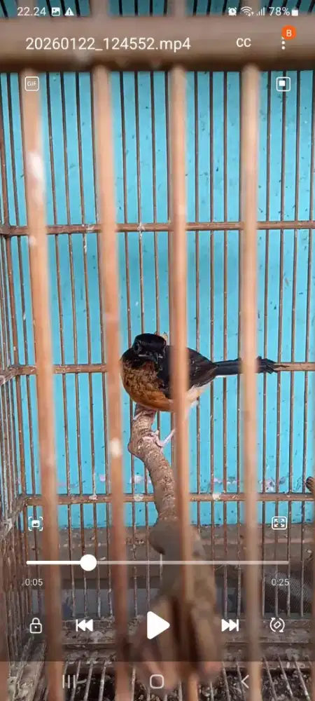 Split albino jantan trotol nego