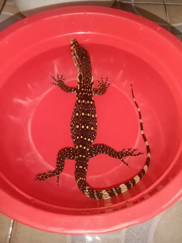 Biawak anakan smbw