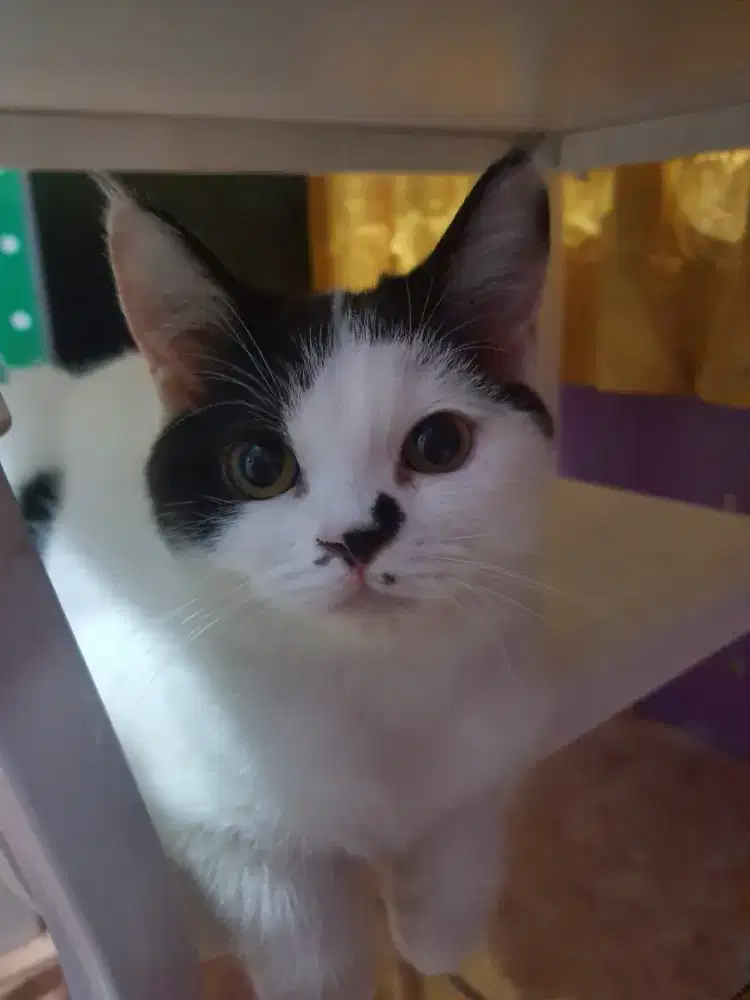 MIXBREED RAGDOLL X BSH BICO BLUE