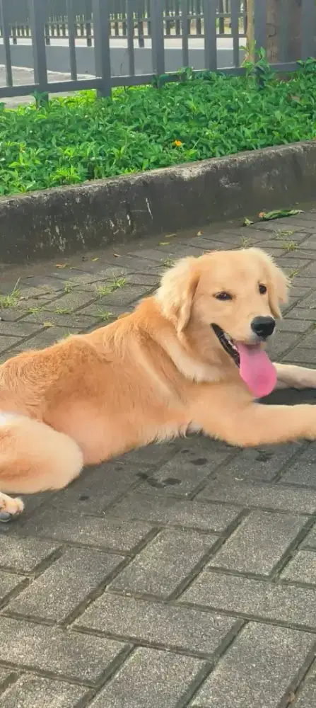 Golden retriever betina bigbone