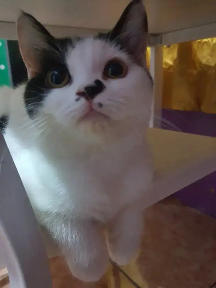 AVAILABLE MIX BREED BSH DAN RAGDOLL