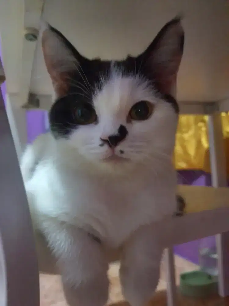 RAGDOLL DAN BSH MIX BREED