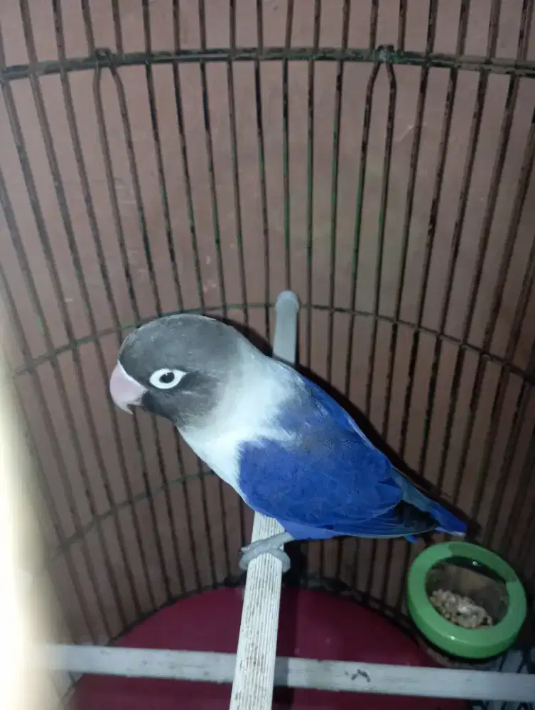 Burung lovebird violet betina mapan siap Produksi