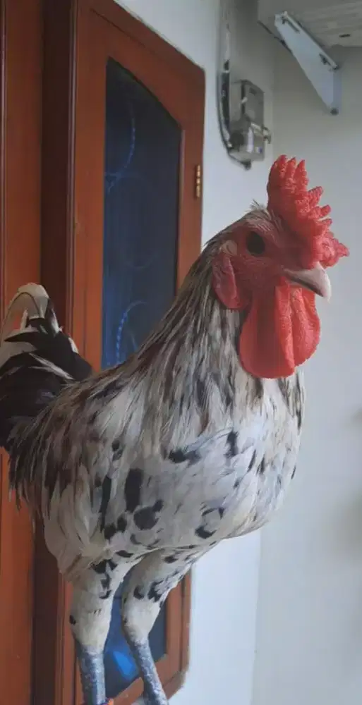 AYAM KETAWA TYPE SLOW MURAH