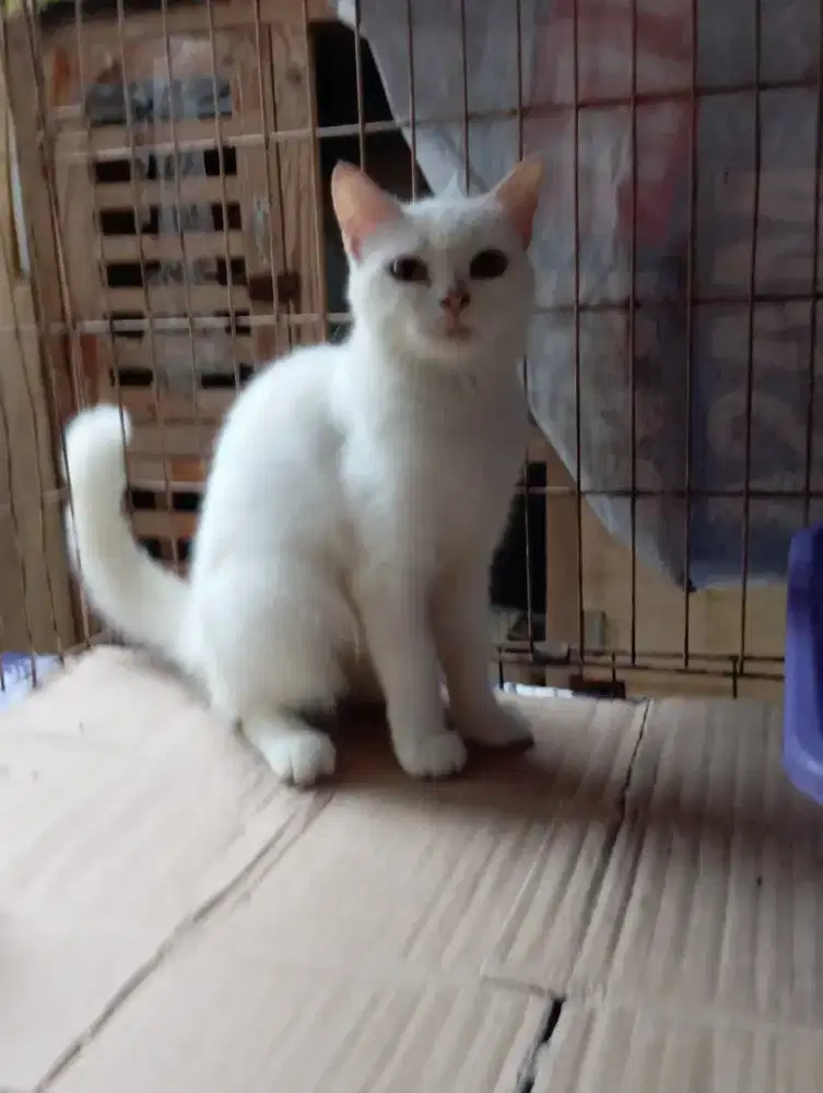 Kucing BSH/British Shorthair betina proven