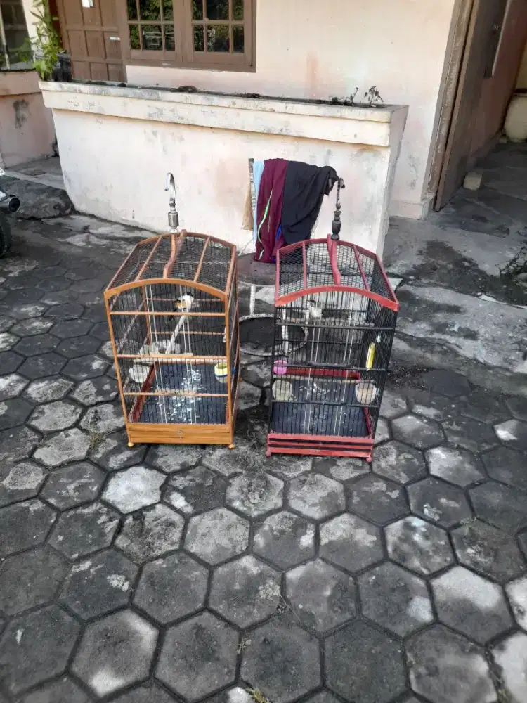 Borong fullssett + sangkarnya