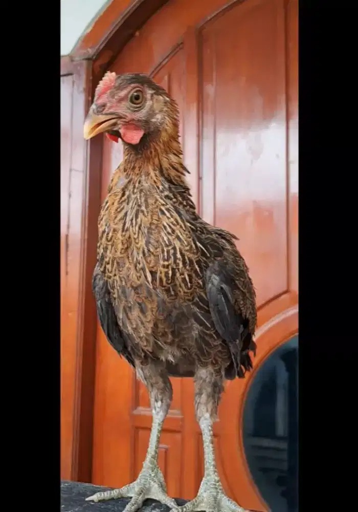 AYAM KETAWA TYPE SLOW KWALITAS