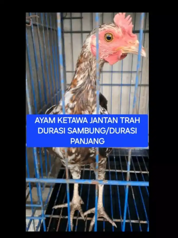 AYAM KETAWA DURASI SAMBUNG X DURASI PANJANG