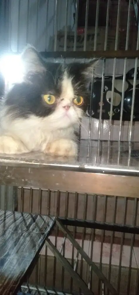 Kucing Persia Peaknose Betina