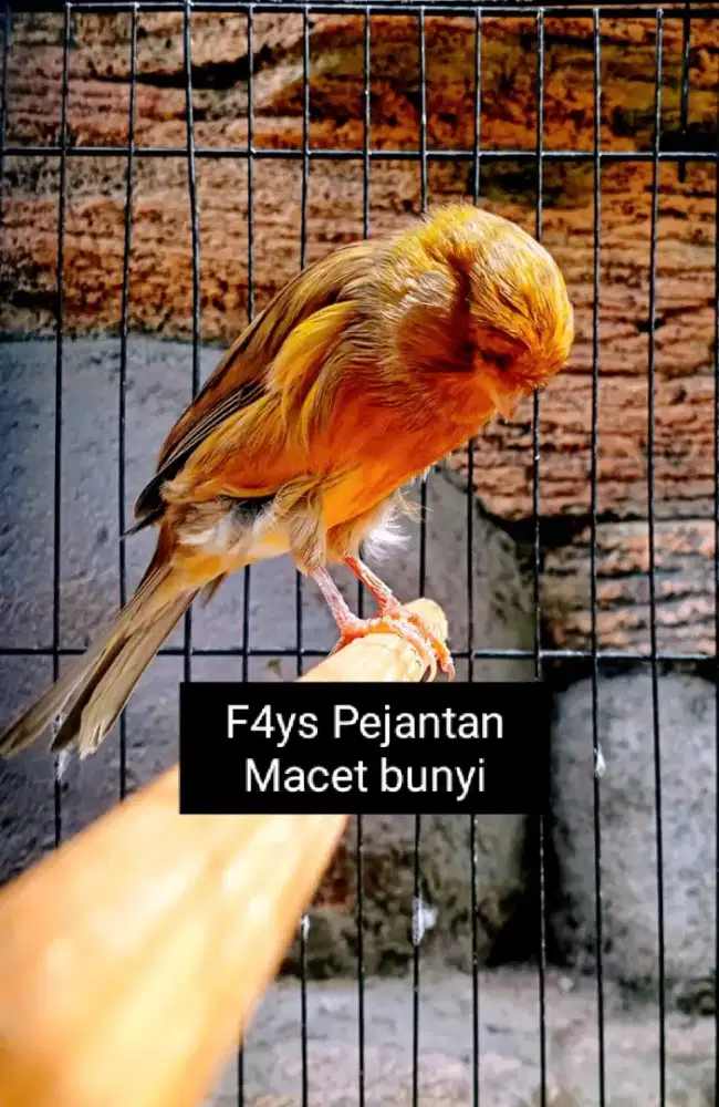 Kenari F4ys Pejantan Macet bunyi
