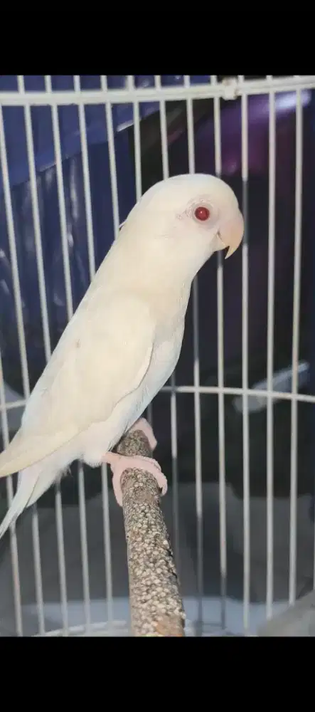 Burung lovebird albino MM