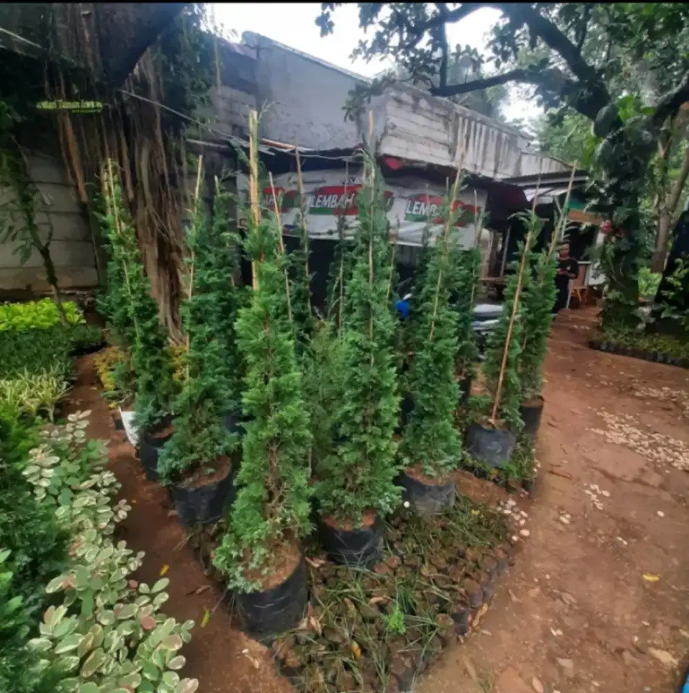 tanaman hias cemara lilin tinggi 1,5 meter pohon cemara lilin