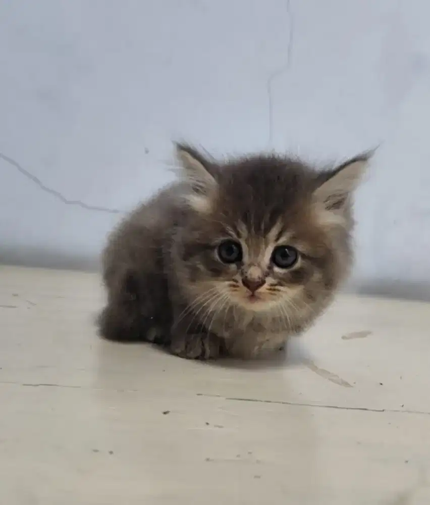 Dijual Kucing Persia Abu & Blacksmoke