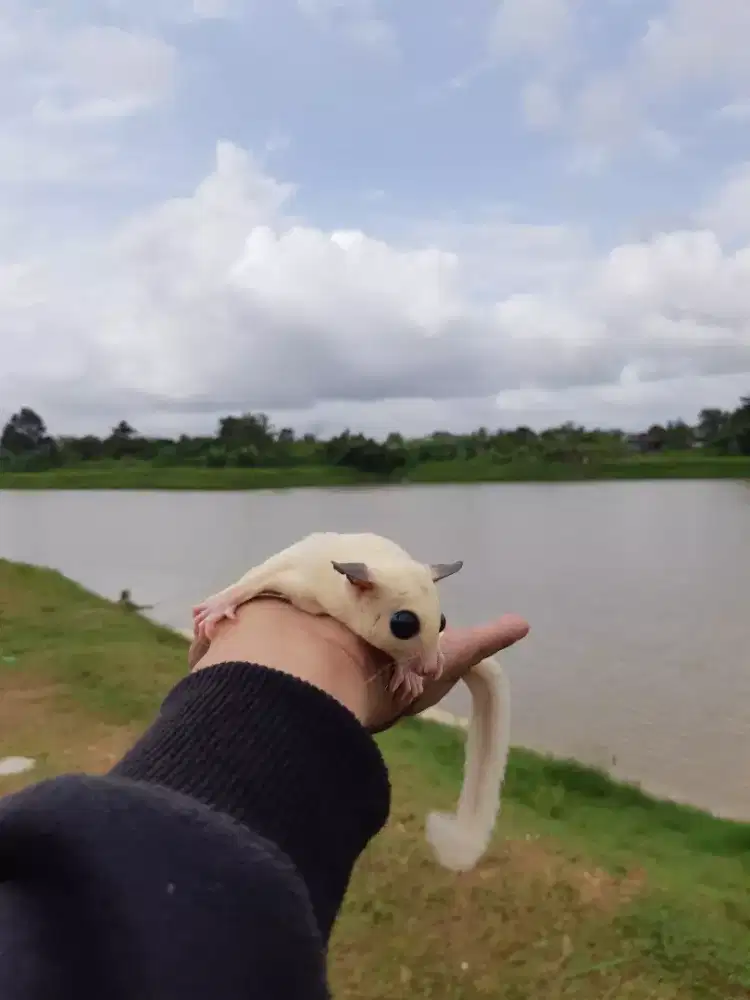 Sugar Glider PlatMoz Jantan