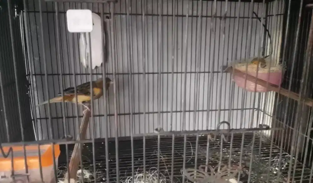 Af produk kondisi ngeram