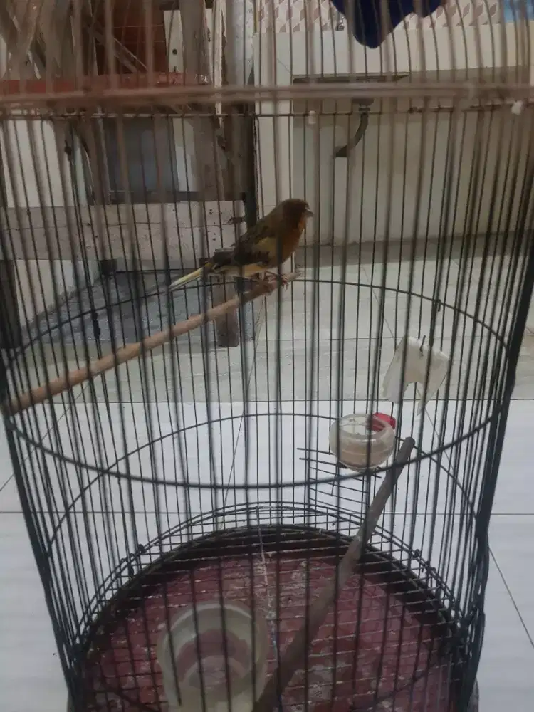 Jantan Af kondisi nyulam jula fulset