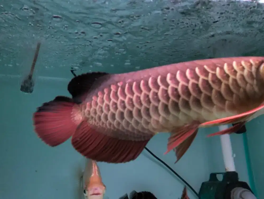 Ikan arwana golden red bluebase