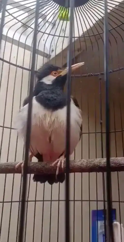 BURUNG JALAK SUREN JANTAN JINAK DAN GACOR