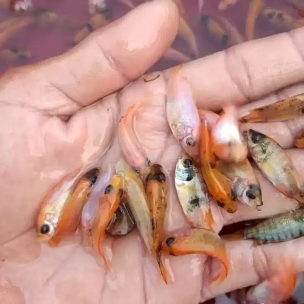 Bibit ikan Nila merah/Muji merah paketan isi 100 ekor ukuran 3-4cm