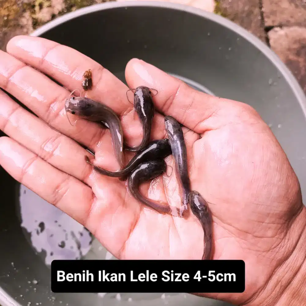Bibit ikan Lele ukuran 4-5cm paketan 100 ekor Lele sangkuariang