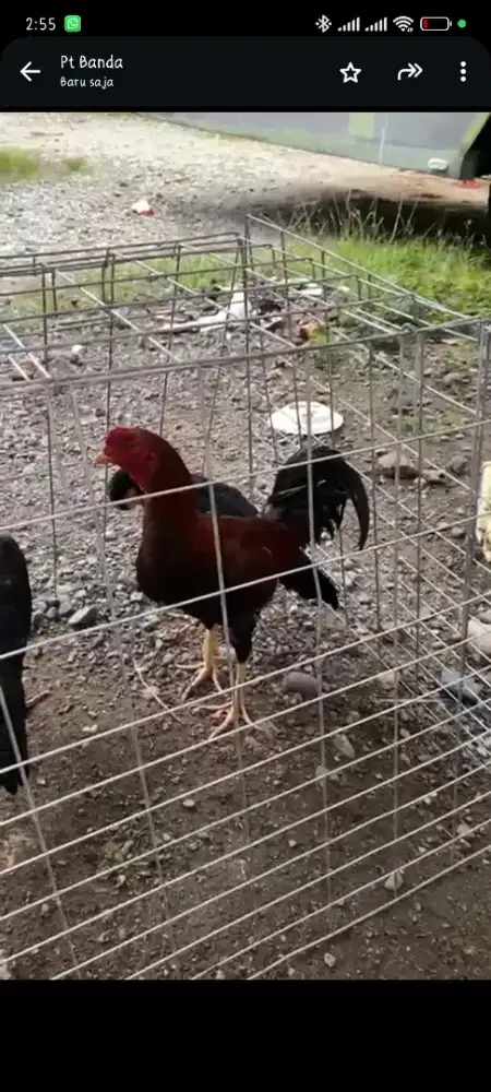 Di jual satu ayam jago jantan merah menggoda