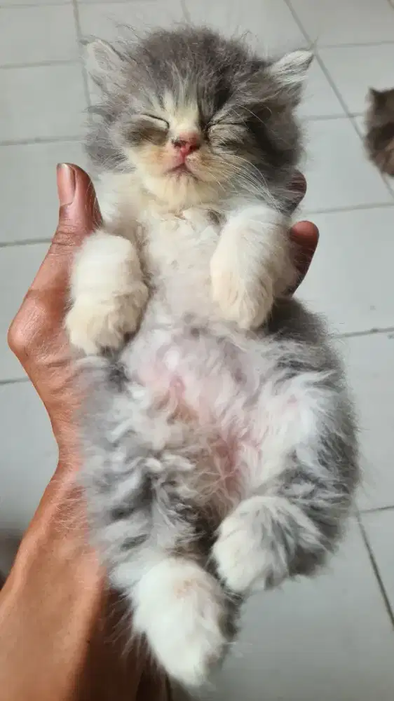 Kucing persia flatnose longhair