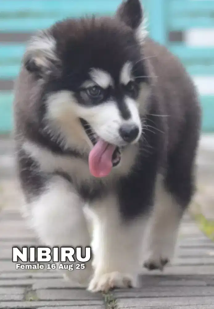 Alaskan malamute hitam betina •NIBIRU•