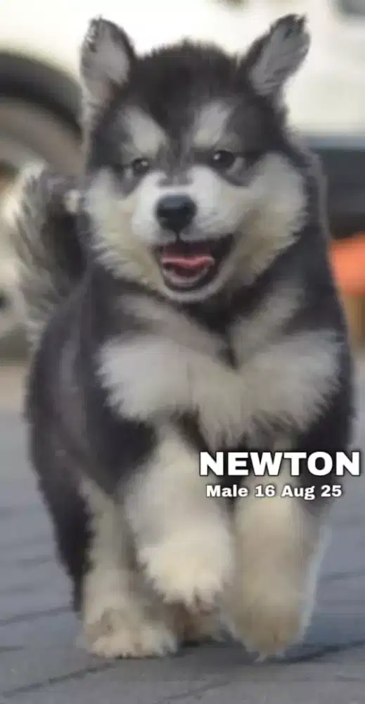 Alaskan malamute abu jantan •NEWTON•