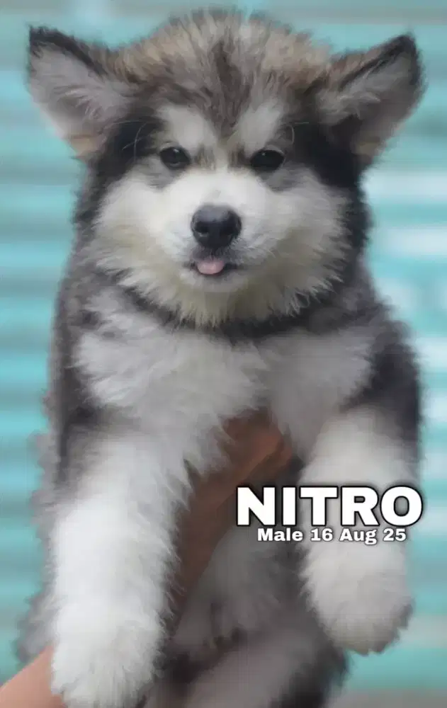 Alaskan malamute abu jantan •NITRO•