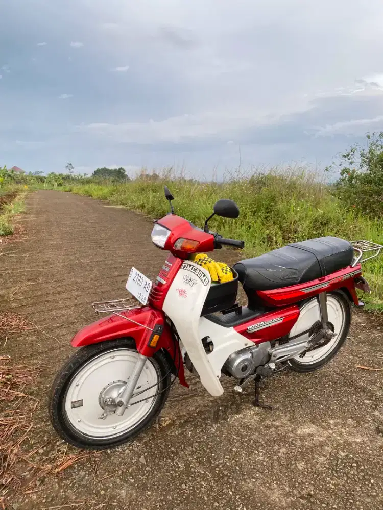 Astrea grand bulus asli