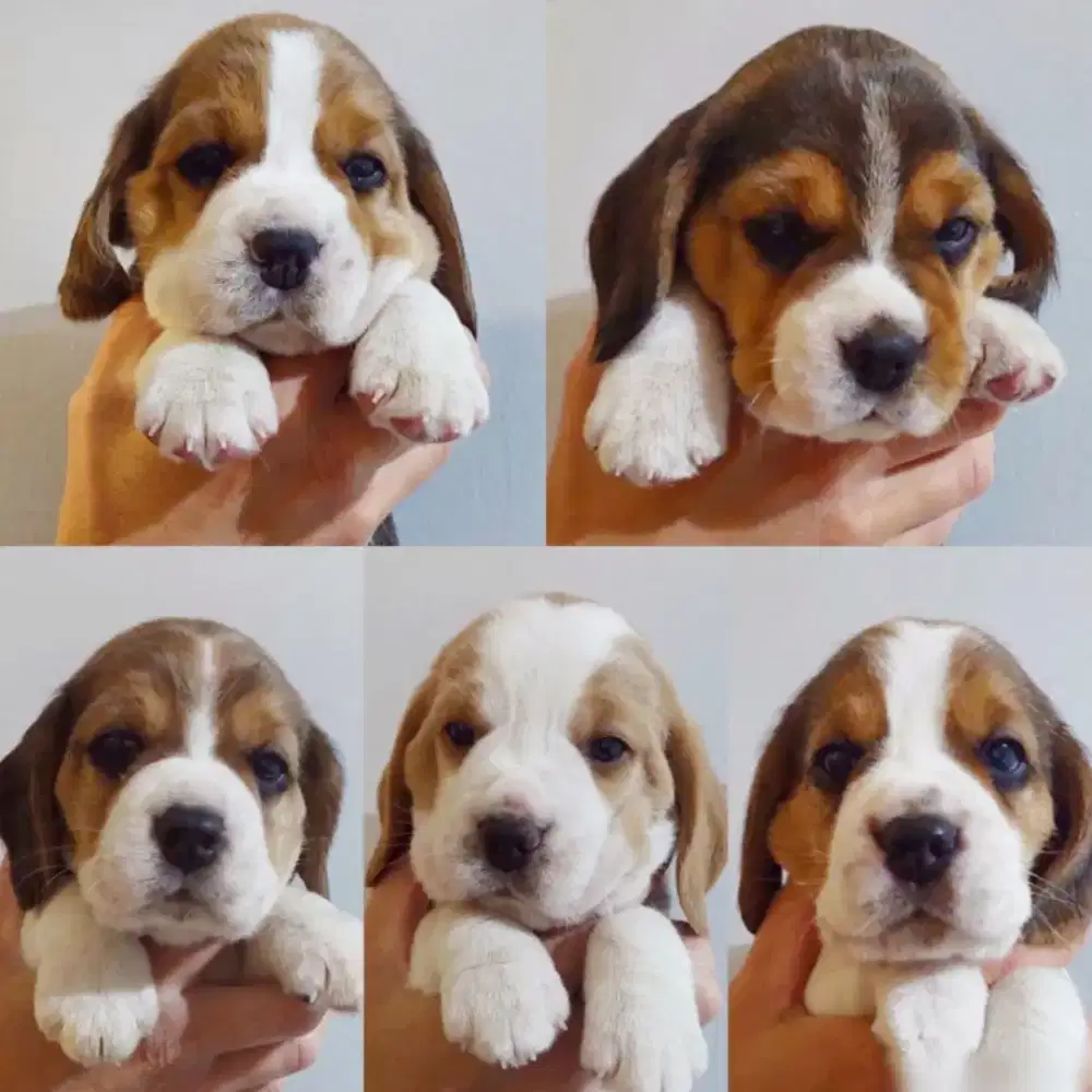 JUAL ANJING BEAGLE PUPPY