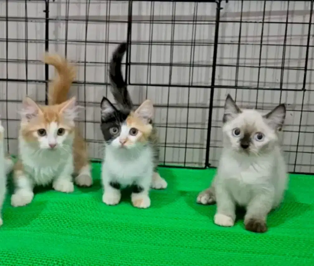 Munchkin cebol shothair