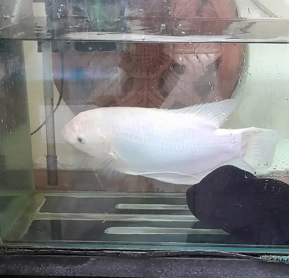 Ikan Gurame Padang Hias