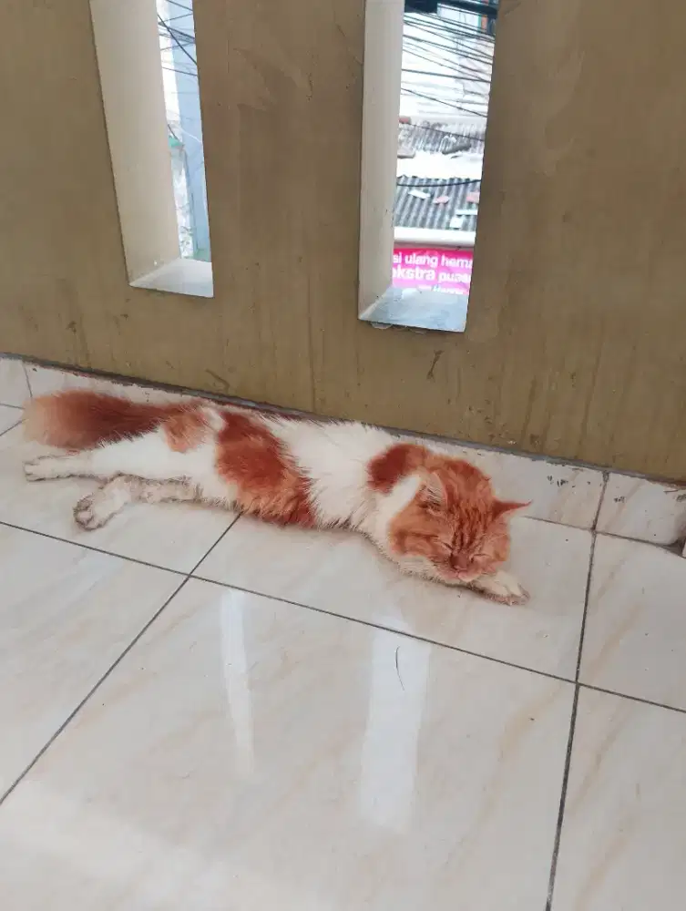 jual kucing persia longhair
