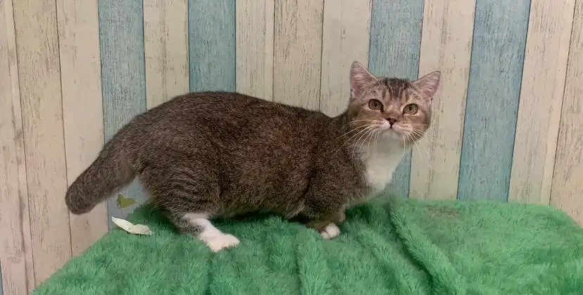 Kucing Munchkin Bsh Jantan